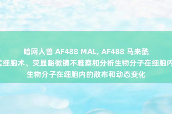 暗网人兽 AF488 MAL， AF488 马来酰亚胺， 不错通过流式细胞术、荧显豁微镜不雅察和分析生物分子在细胞内的散布和动态变化